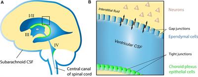 Neuromodulation via the Cerebrospinal Fluid: Insights from Recent in Vitro Studies